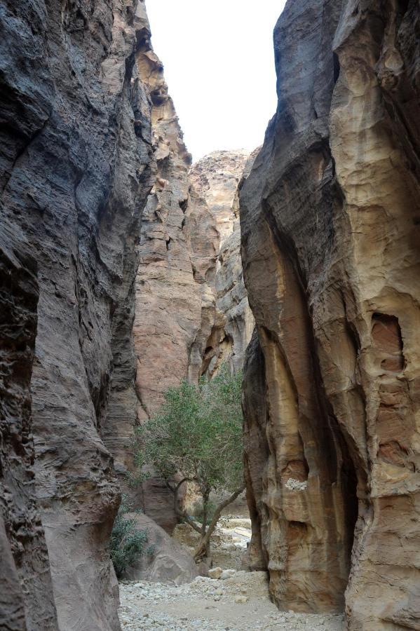 The Rock Camp Petra 호텔 와디무사 외부 사진